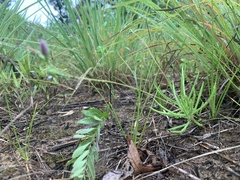 Phemeranthus rugospermus