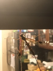 Megarhyssa