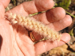 Cenchrus pedicellatus