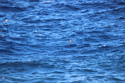 photo of Brown Booby (Sula leucogaster)