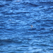 photo of Brown Booby (Sula leucogaster)