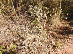 Cenchrus pedicellatus