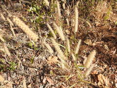 Cenchrus pedicellatus