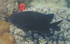 Parma oligolepis