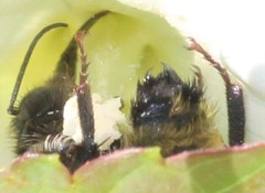 Bombus fervidus