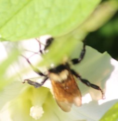 Bombus fervidus