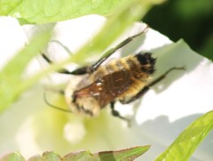 Bombus fervidus