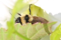 Bombus fervidus