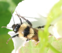 Bombus fervidus