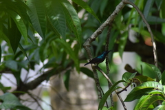 Cinnyris lotenius
