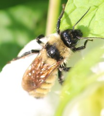 Bombus fervidus