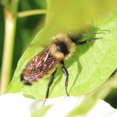 Bombus fervidus