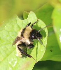 Bombus fervidus