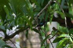 Cinnyris lotenius