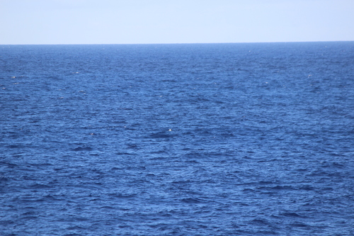 photo of Red-footed Booby (Sula sula)