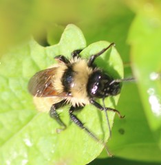 Bombus fervidus