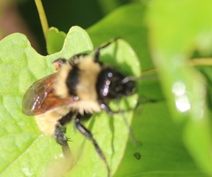 Bombus fervidus