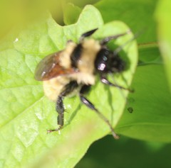 Bombus fervidus