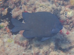 Parma oligolepis