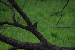 Accipiter badius