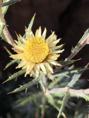 Carlina xeranthemoides image