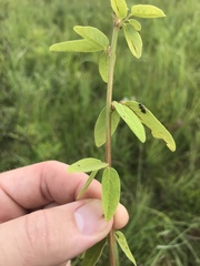 Desmodium obtusum