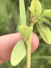 Desmodium obtusum