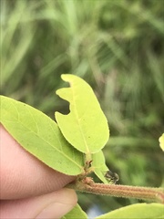 Desmodium obtusum