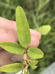 Desmodium obtusum