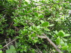 Pereskiopsis diguetii