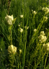 Castilleja septentrionalis