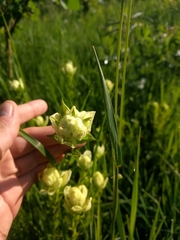 Castilleja septentrionalis