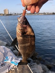 Cheilotrema saturnum