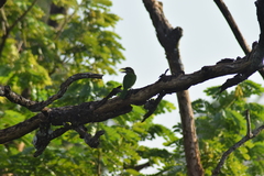Psilopogon viridis