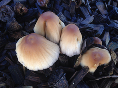 Coprinellus flocculosus