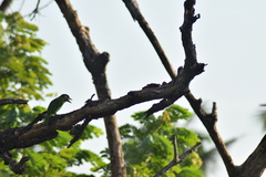 Psilopogon viridis