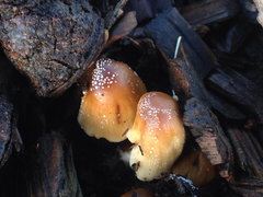 Coprinellus flocculosus