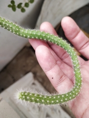 Cleistocactus colademononis