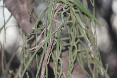 Cynanchum gerrardii