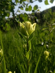 Castilleja septentrionalis