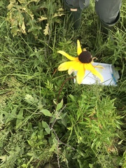 Rudbeckia fulgida spathulata