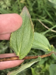 Rudbeckia fulgida spathulata
