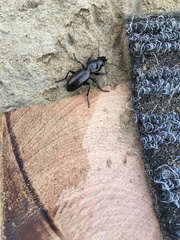 Oregus aereus