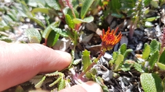 Tephroseris lindstroemii