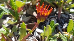 Tephroseris lindstroemii