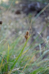 Carex serratodens