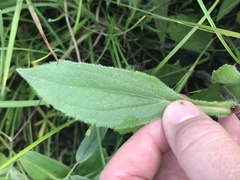 Rudbeckia fulgida spathulata