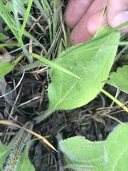 Rudbeckia fulgida spathulata