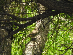 Catharus aurantiirostris