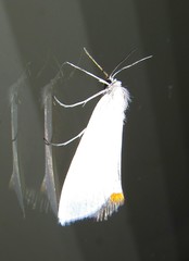 Rupela albina